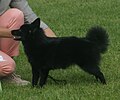 Schipperke, long-tailed