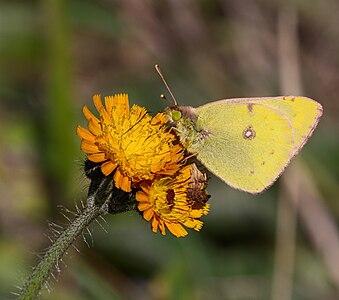 Colias sp.