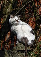 Perched cat