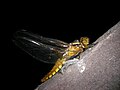 * Nomination: Dragonfly, Libellula depressa (female). --Bartiebert 19:54, 23 July 2009 (UTC) * * Review needed