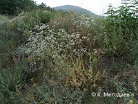 Gypsophila perfoliata