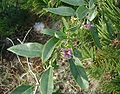 Flowers and leaves