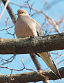 * Nomination: A mourning dove. Dori 02:24, 25 March 2008 (UTC) * * Review needed