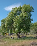 Thumbnail for File:Fraxinus-angustifolia-20190413a.jpg