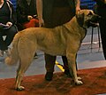 Kangal Shepherd, fawn