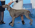 Weimaraner, Short-haired