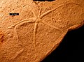 Asteriacites, a trace fossil of an ophiuroid echinoderm; Carmel Formation (Jurassic), near Gunlock, Utah.