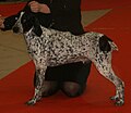 Auvergne Pointer