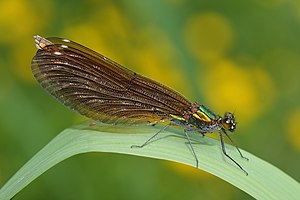 A colapteryx virgo, commonly called damselfly taken at ru de la Bosse near to Bussy Saint-Martin, France