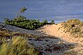 Dune at Darß. Baltic Sea.