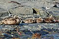 Female with ducklings; Runde, Norway