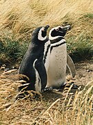 Pinguino de Magallanes /Magellanic Penguin.