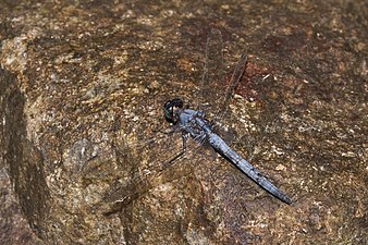 Blue Marsh Hawk Orthetrum glaucum Male