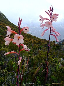 Watsonia tabularis.jpg