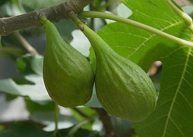 Figs