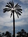 * Nomination Palm tree in Iraq (by Xbxbxb16) --Mahmoudalrawi 19:40, 30 September 2014 (UTC) * Decline  Oppose Sorry: Composition: Too tight at top. Overexposed areas--Lmbuga 21:31, 30 September 2014 (UTC)