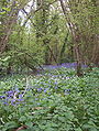 Allium ursinum In the middle of the picture