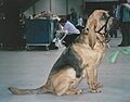 Bloodhound, red with saddle