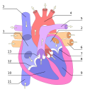 Thumbnail for File:Heart numlabels.svg