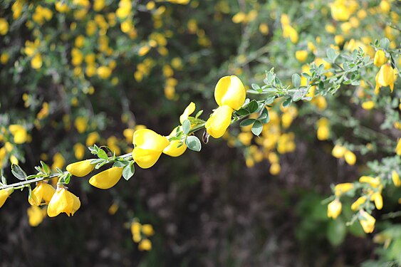 Twig of Genista