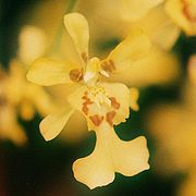 Oncidium klotzschianum Oncidium nebulosum