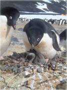 December 5: Adélie Penguins.