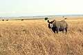 Masai Mara, Kenya