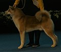 Japanese Akita, red