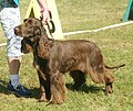 Field Spaniel, liver