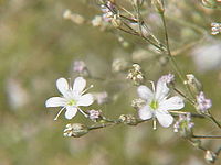 Gypsophila acutifolia