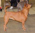 Thai Ridgeback Dog, red