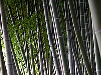 Bamboo maze (Japan).