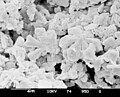 Sediment sample with microfossils, Discoaster (diageneticaly altered)