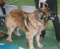 Leonberger, sable