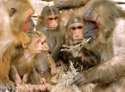 March 8: A group of Macaca arctoides monkeys.