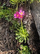 Primula suffrutescens