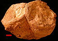 Rudist bivalves (Vaccinites) from the Cretaceous of the Omani Mountains, United Arab Emirates.