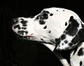 Dalmatian