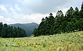 Abies religiosa