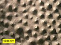 Stromatoporoid top view showing mamelons; Columbus Limestone (Devonian), Kelleys Island, Ohio.