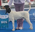 Ariege Hound