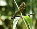 Blauflügel-Prachtlibelle - Calopteryx virgo, Weibchen, am Vogelstangsee