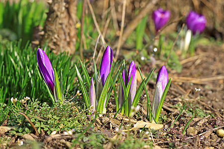 purple crocuses with closed bloom