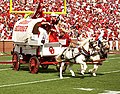 Boomer & Sooner pulling the Sooner Schooner