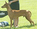 Pharaoh Hound