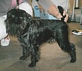 Belgian Griffon, black