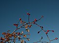 * Nomination A Sprig of Rosa Canina with Hips. --MrPanyGoff 10:33, 22 November 2010 (UTC) * Decline A bit dark, and too much empty sky. Mattbuck 23:31, 27 November 2010 (UTC)