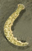 September 1: Thuridilla carlsoni. Locality: Lizard Island, Great Barrier Reef. The length of the slug is about 2 cm.