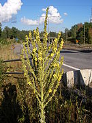 Verbascum speciosum