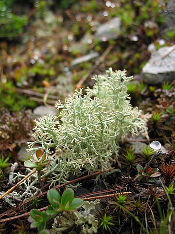 Cladonia